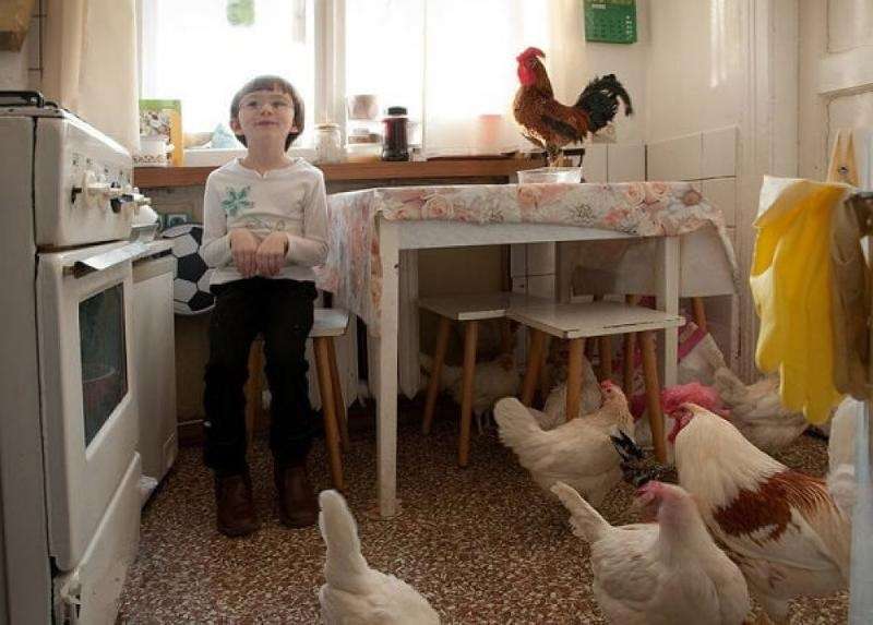 Домашние животные в многоквартирном доме. Курица в квартире. Курятник в квартире. Куры в квартире. Домашняя курица в квартире.